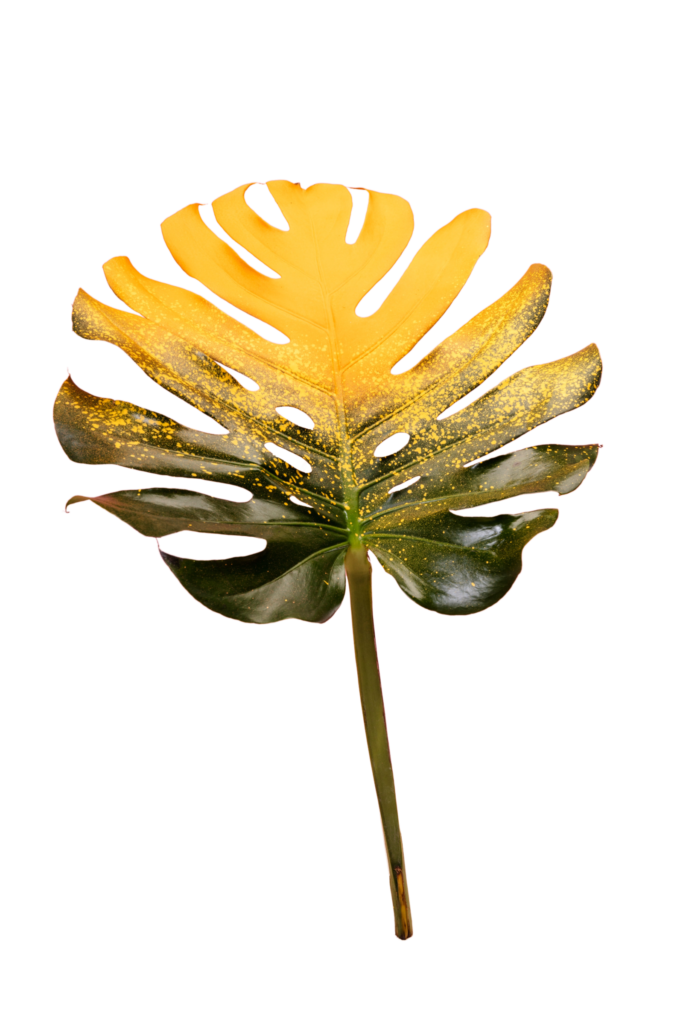 Hoja de Monstera amarilla.