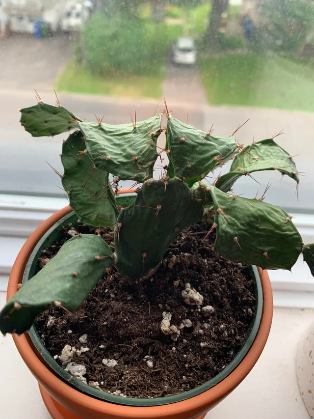 Cactus Arrugado en el Hogar