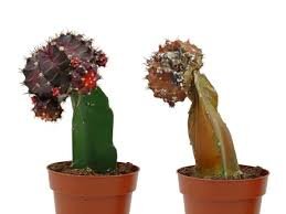Cactus Blando en el Hogar