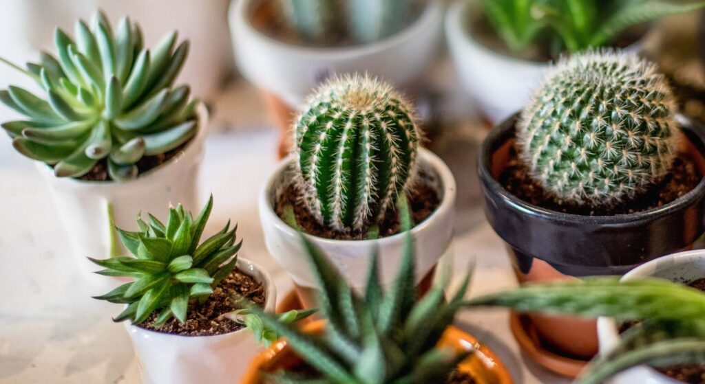 Diferentes estilos de Cactus en el Hogar