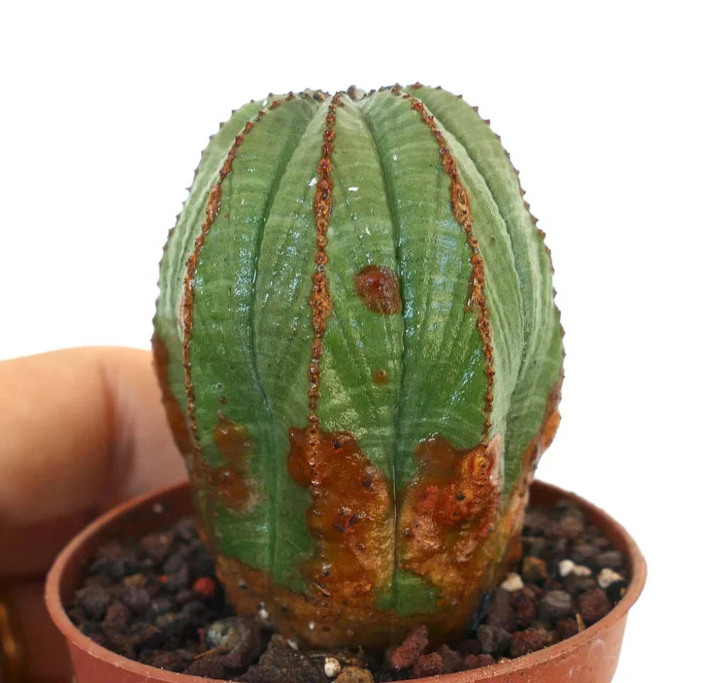 Cactus con Manchas Marrones