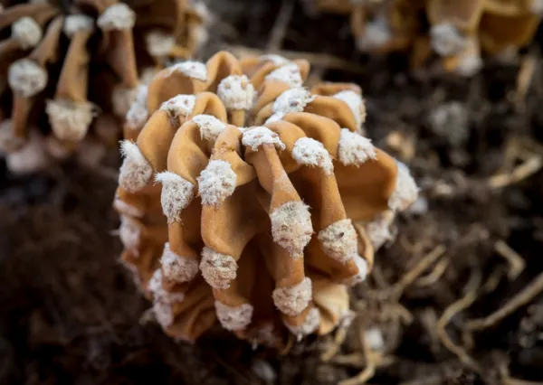 Cactus Blando o Podrido: Diagnóstico Exacto y Protocolo de Rescate
