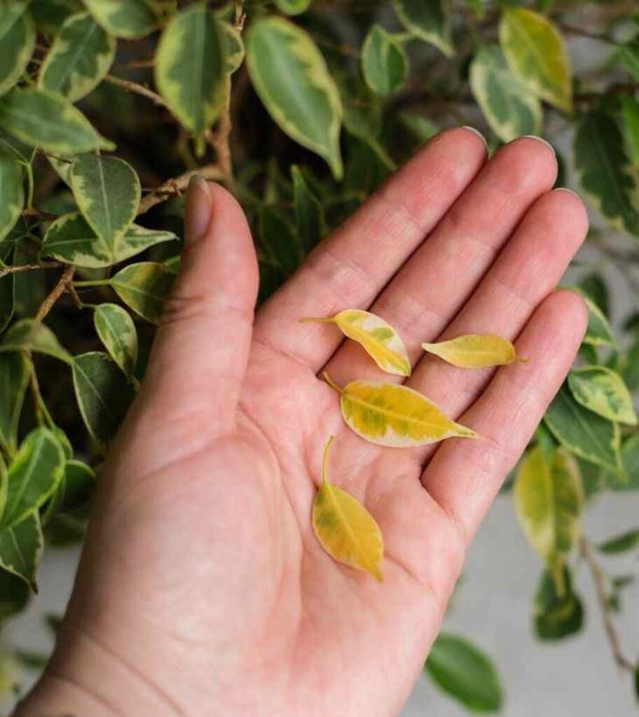 Ficus Benjamina con Hojas Amarillas