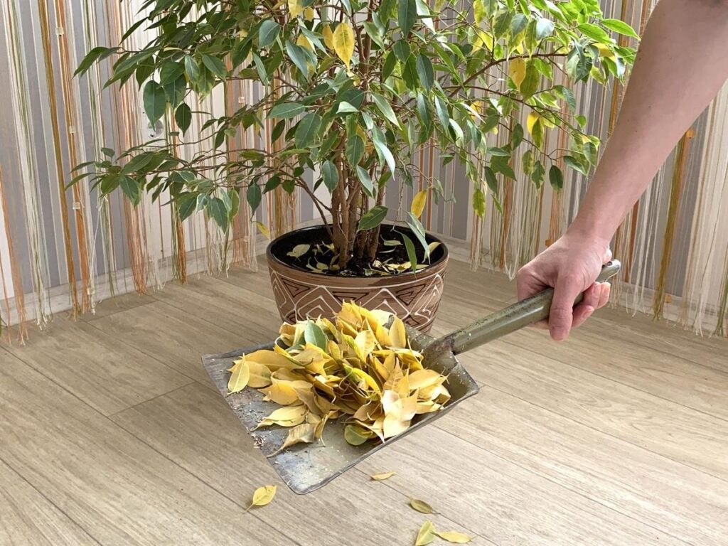 Ficus Benjamina con Hojas Caidas
