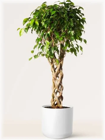Exotica Fitus Benjamina