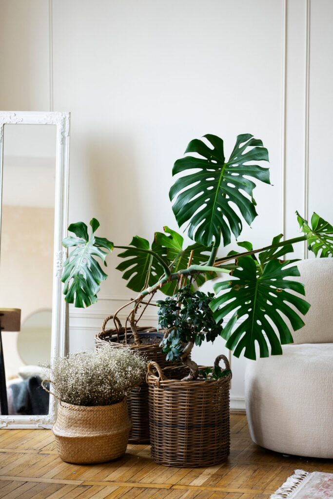 Planta Monstera con hojas verdes y sanas en el salón de una casa.