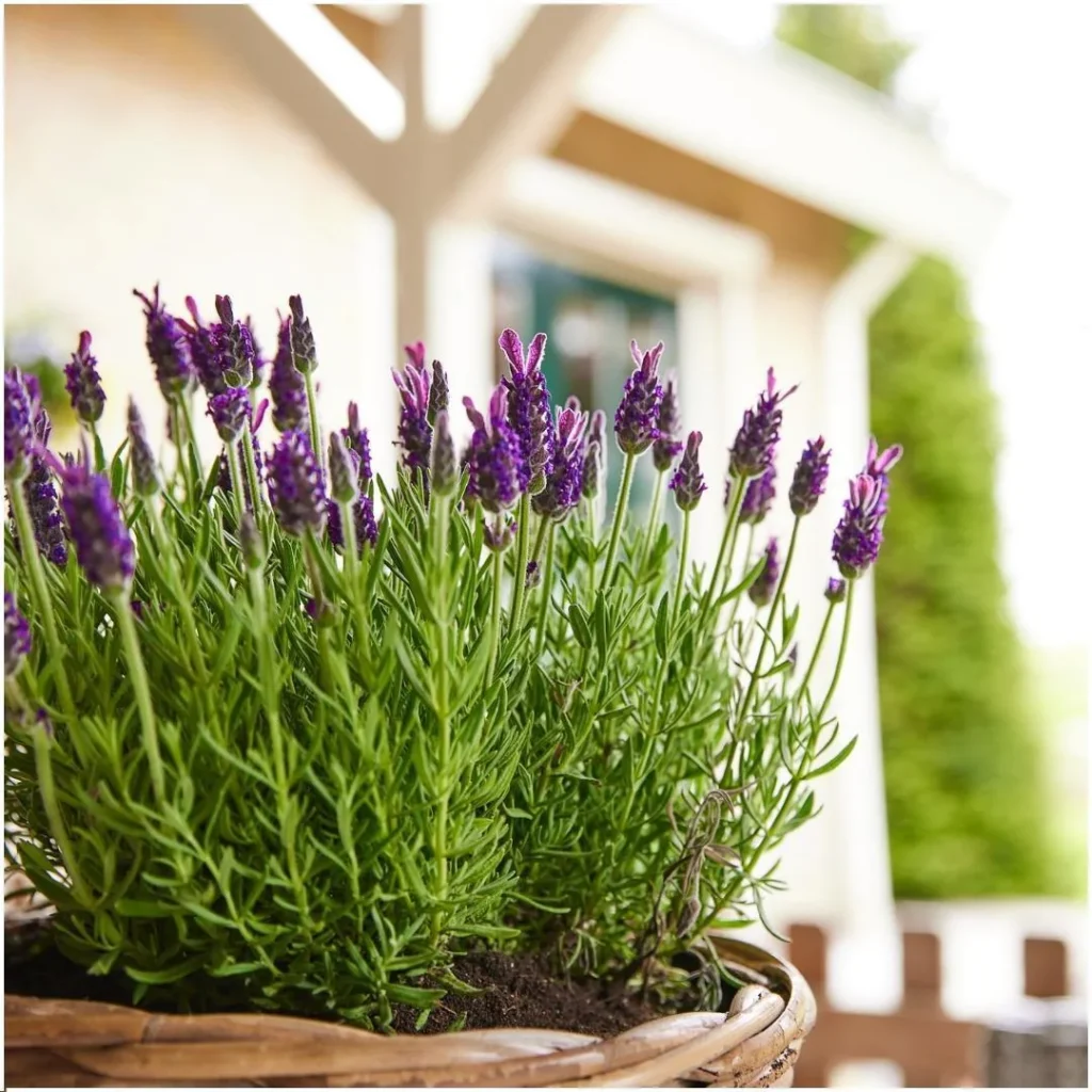Lavanda en el jardín de casa