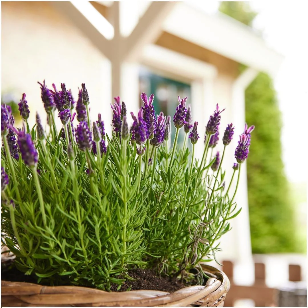 Lavanda en el jardín de casa