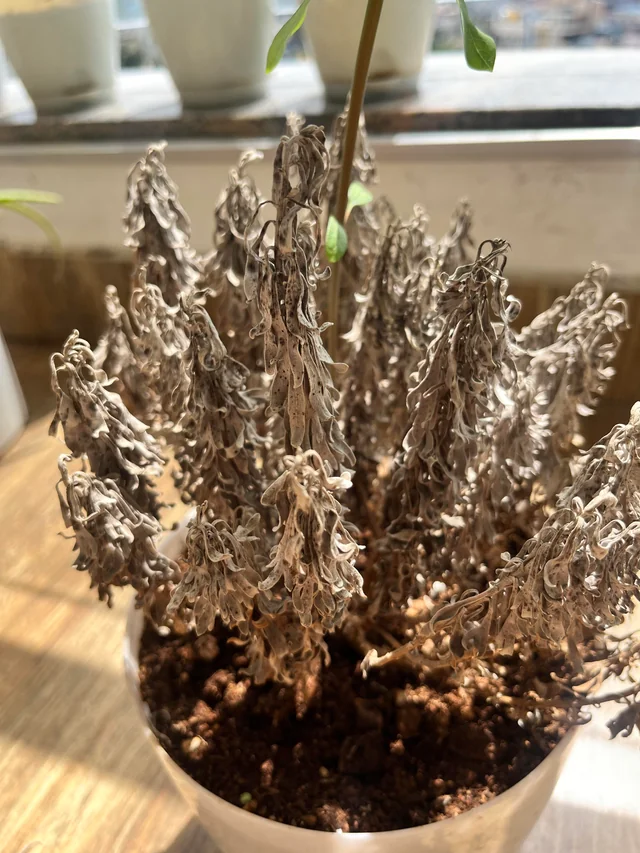Planta de Lavanda Muerta