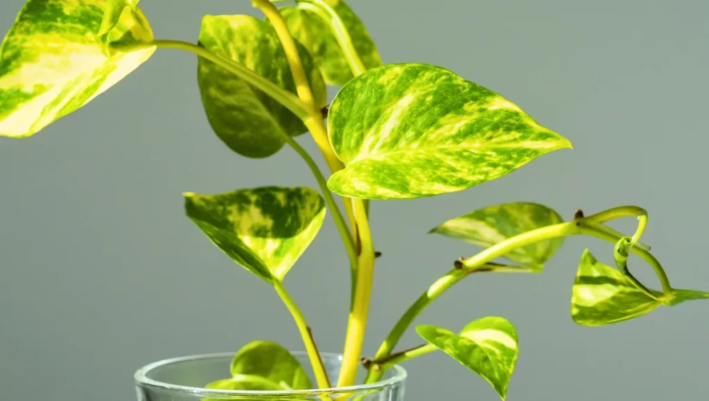Planta Pothos con tallo Blando