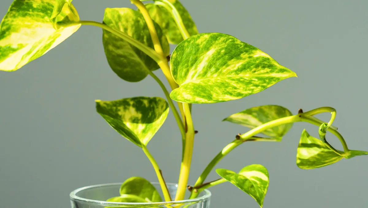 Planta Pothos con tallo Blando