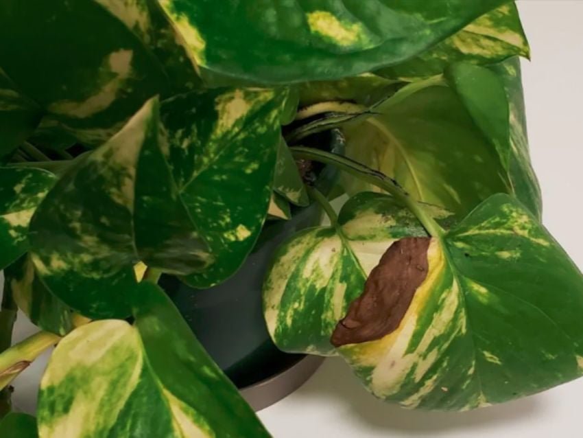 Pothos con hojas marrones