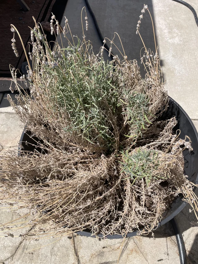 Lavanda que se Seca y Muere: Causas, Diagnóstico y Qué Puedes Hacer Todavía