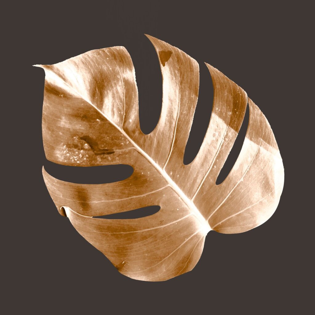 Hoja de Monstera marron.